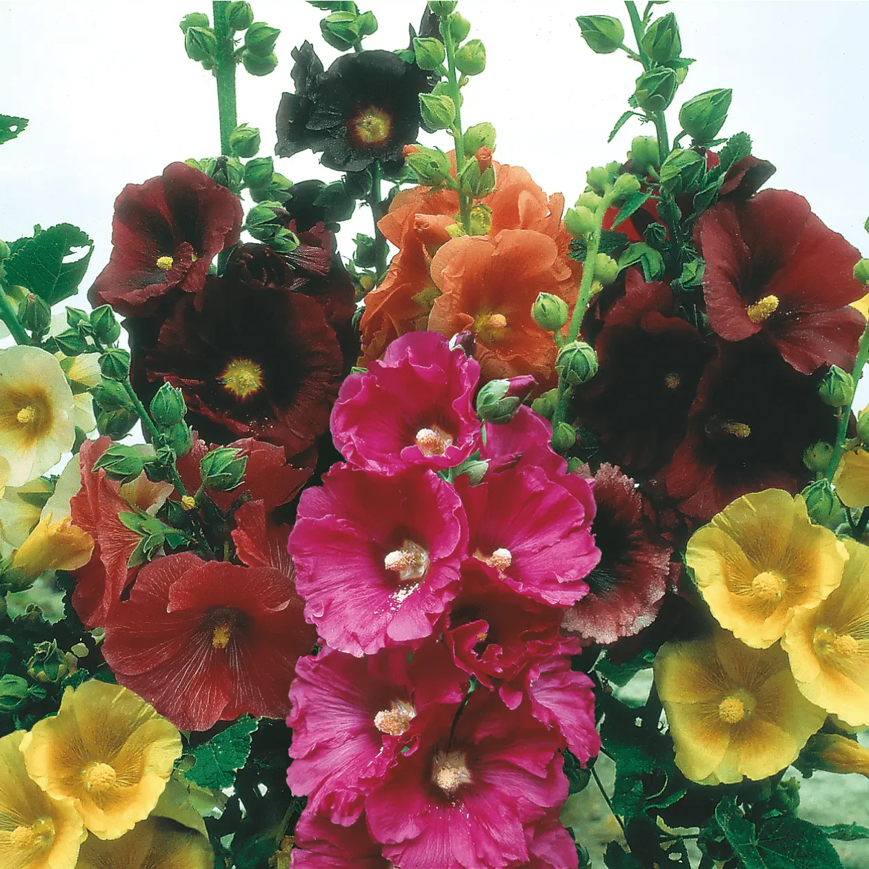 Hollyhock Giant Single Mixed Seeds - Image 3