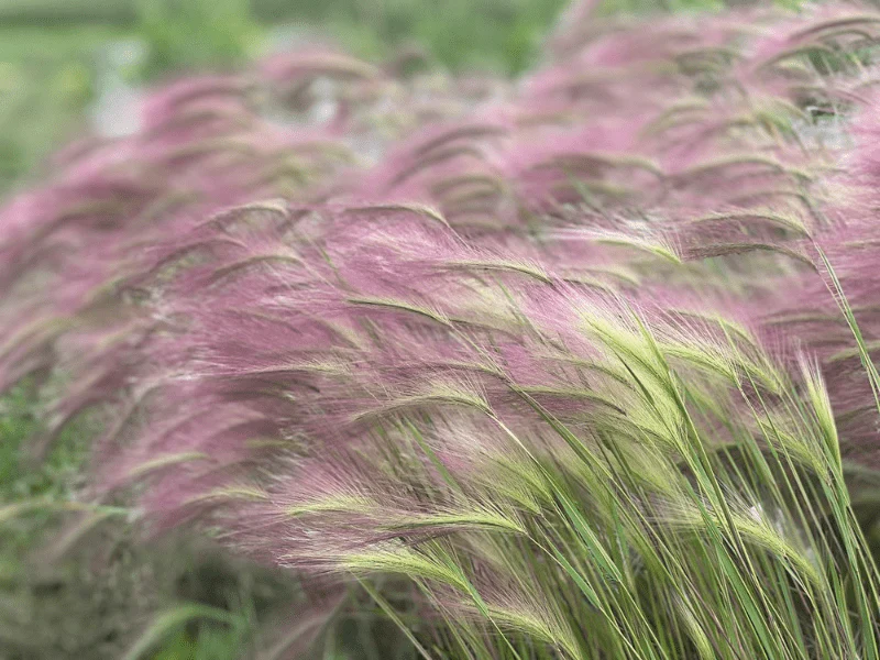 Hordeum jubatum Ricky Seeds - Image 3