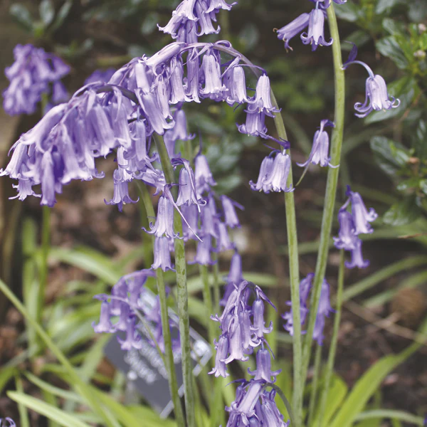 Hyacinthoides non-scripta (English Bluebell) Bulbs