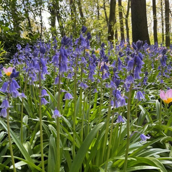 Hyacinthoides non-scripta (English Bluebell) Bulbs - Image 2