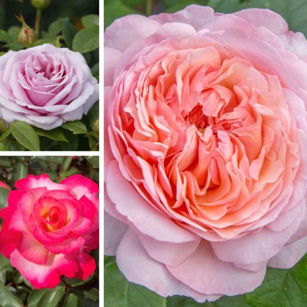 Hybrid Tea Rose Trio Plants Collection