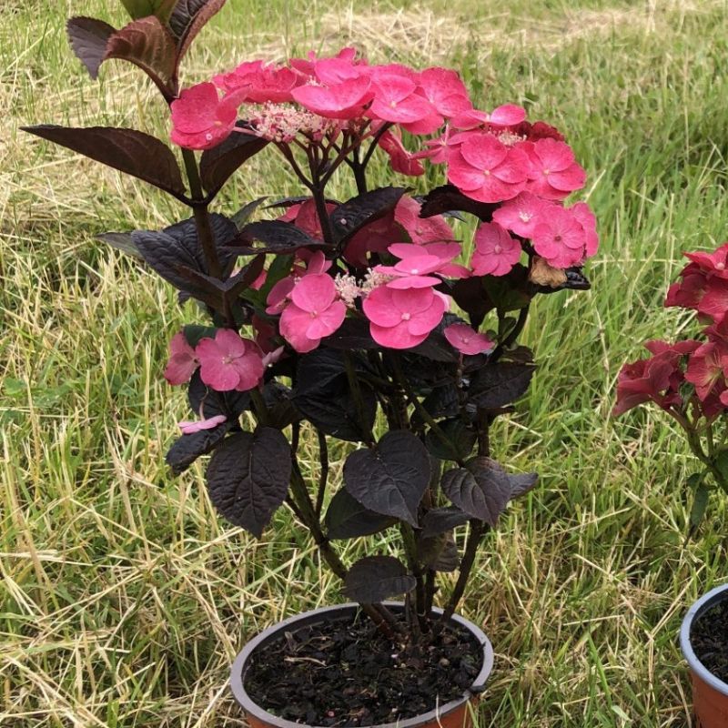 Hydrangea Daredevil Potted Plant - Image 3