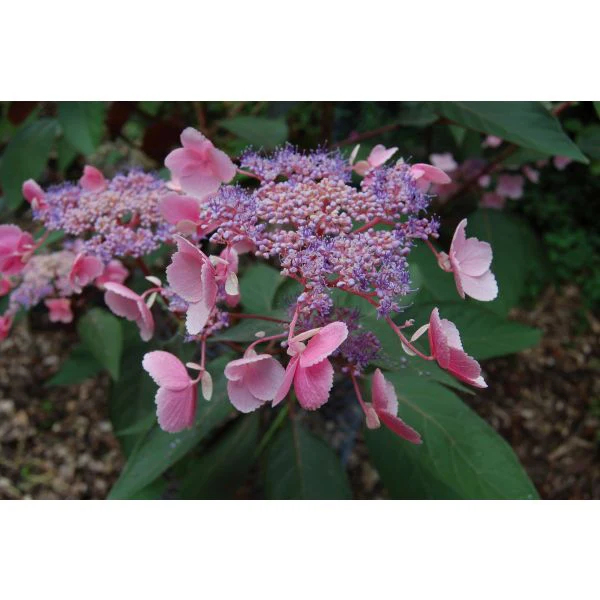 Hydrangea Hot Chocolate Potted Plant