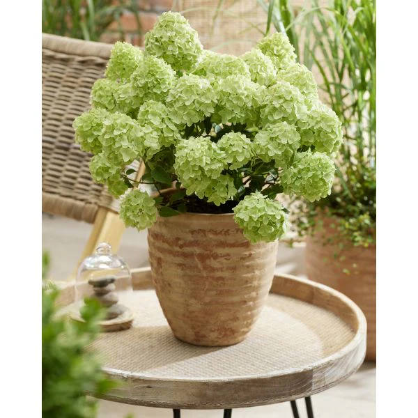 Hydrangea Petite Cherry Potted Plant