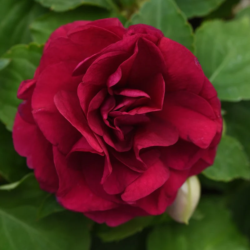 Impatiens Glimmer Burgundy - Image 2