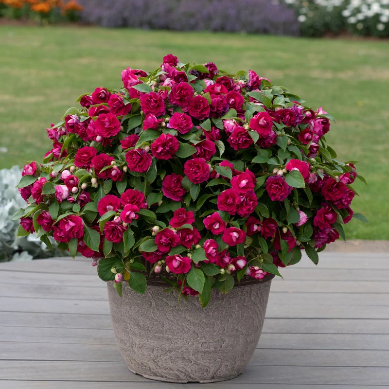 Impatiens Glimmer Burgundy - Image 3
