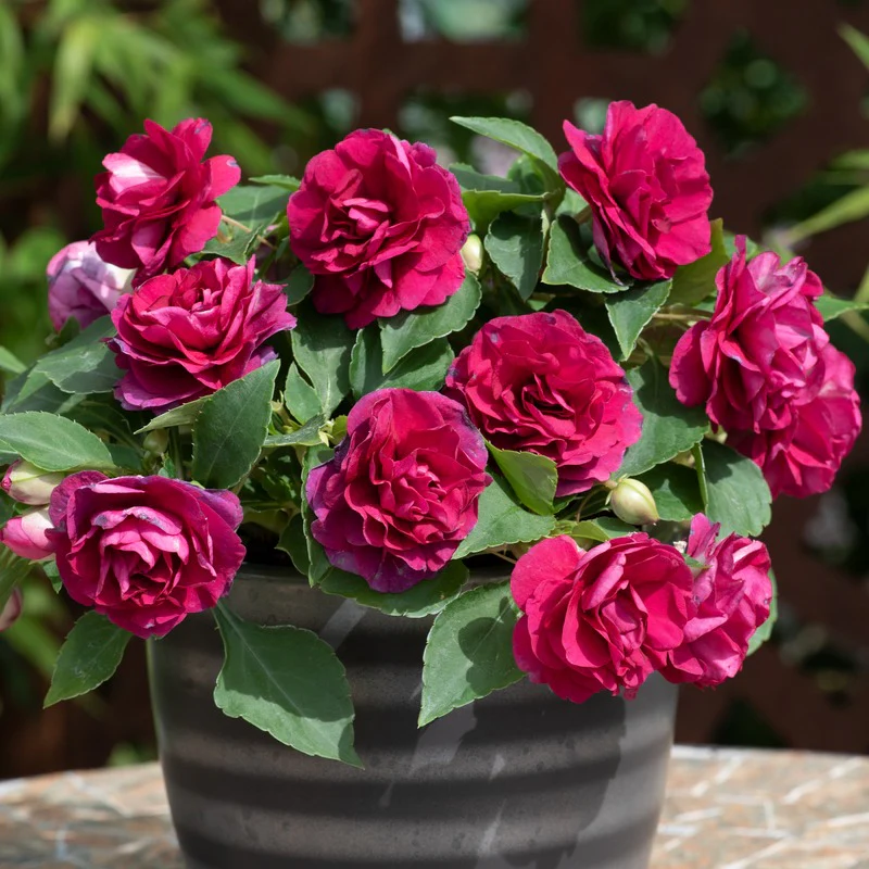 Impatiens Glimmer Collection - Image 3