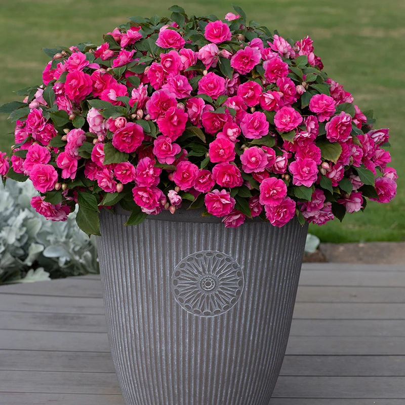 Impatiens Glimmer Collection - Image 4