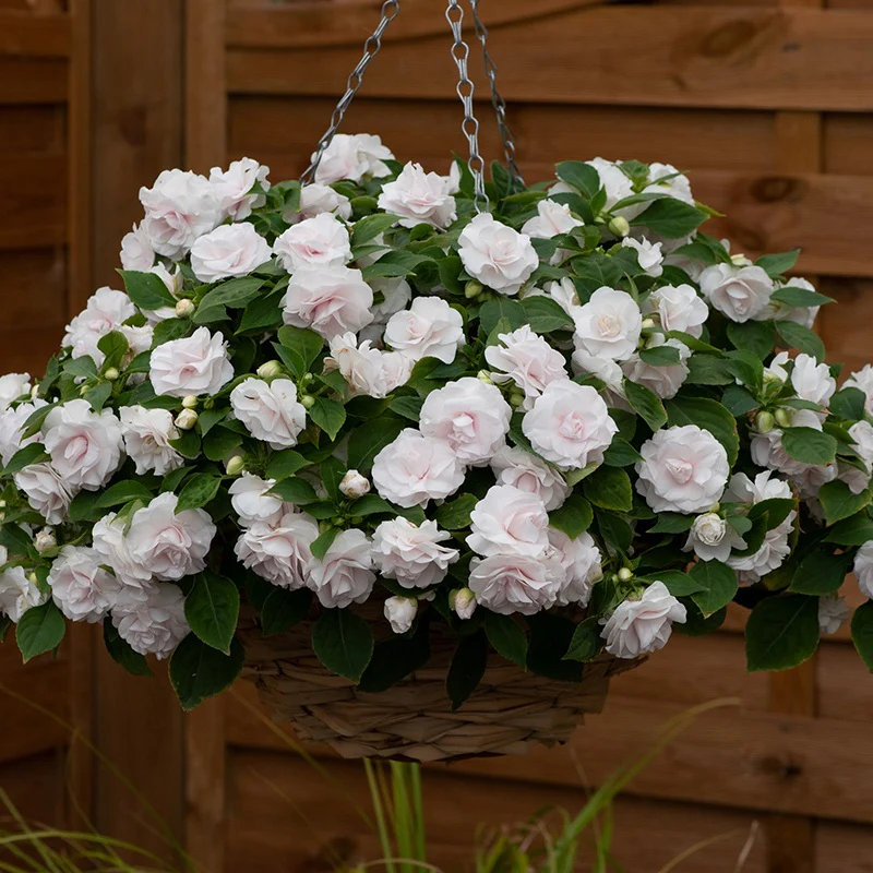 Impatiens Glimmer White