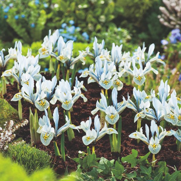 Iris Reticulata 60 Bulb Collection - Image 2