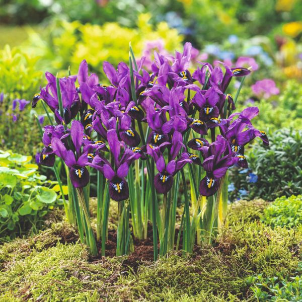 Iris Reticulata George Flower Bulbs - Image 2
