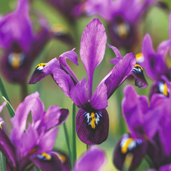 Iris Reticulata George Flower Bulbs - Image 3