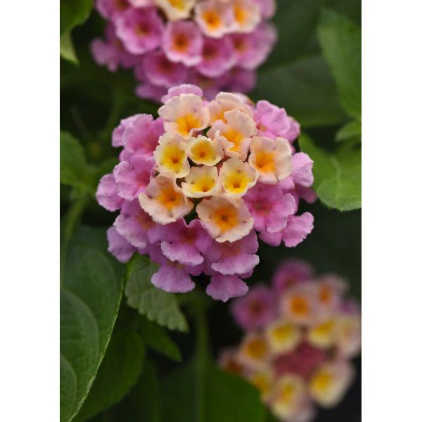 Lantana Bloomify Flower Plants Collection - Image 3