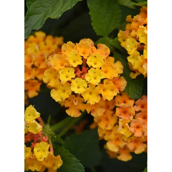 Lantana Bloomify Flower Plants Collection - Image 4