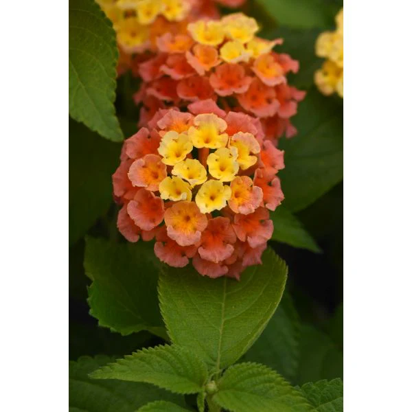 Lantana Bloomify Mango Flower Plants - Image 2