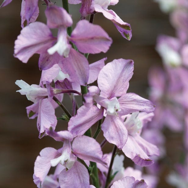 Larkspur Fancy Belladonna Seeds - Image 3