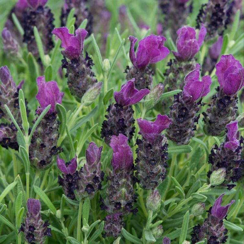 Lavandula stoechas (French) Collection 9 Young Plants - Image 3