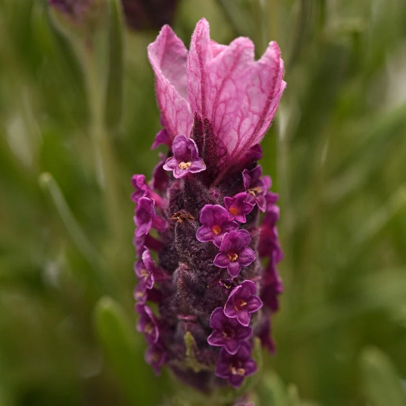 Lavandula Stoechas (French) Deep Purple Flower Plants - Image 3