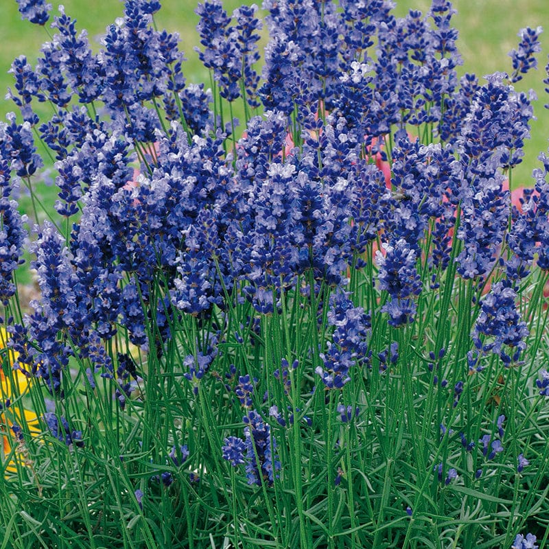 Lavender Angustifolia Hidcote Flower Plants - Image 3
