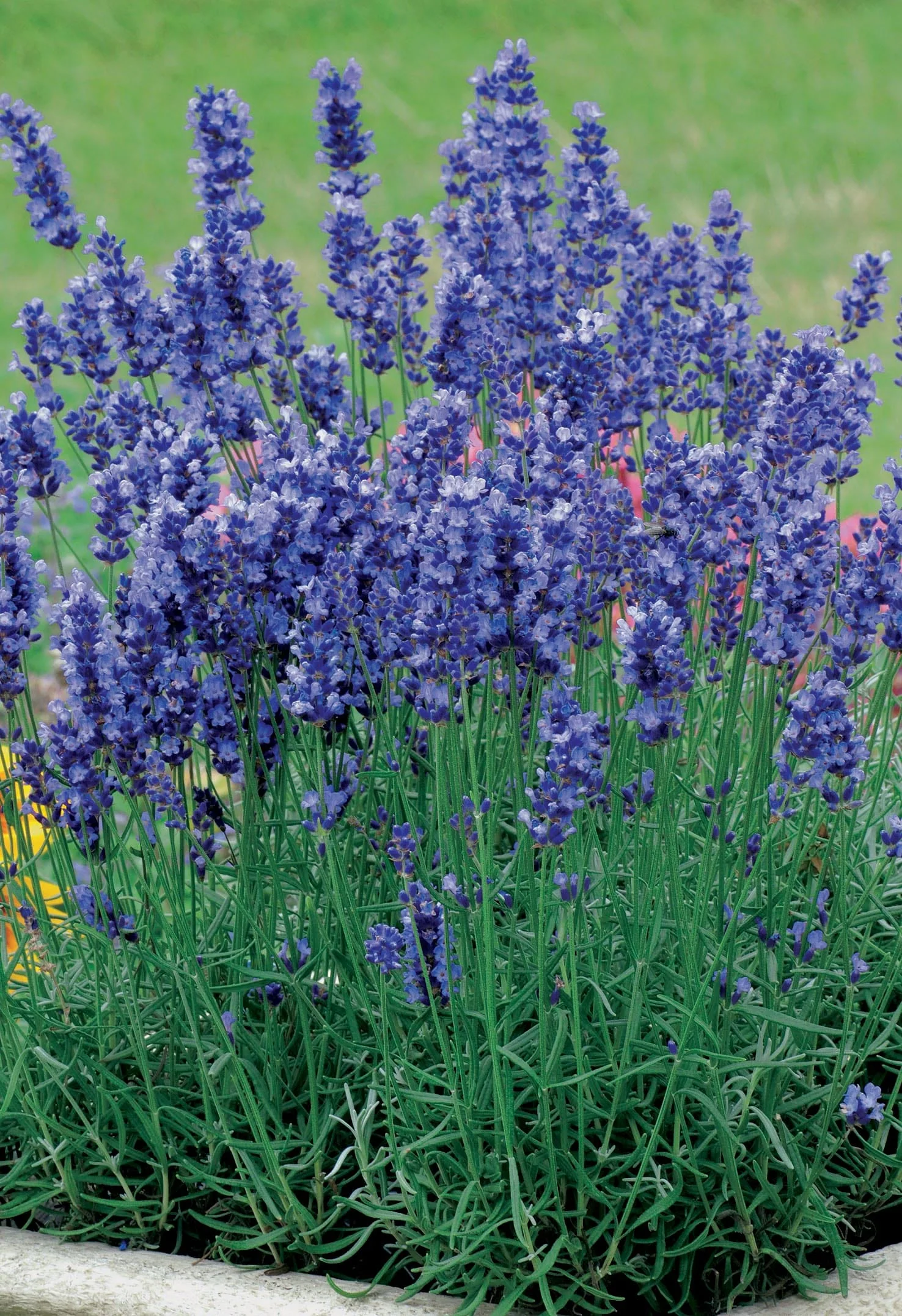 Lavender Hidcote Blue Seeds - Image 3