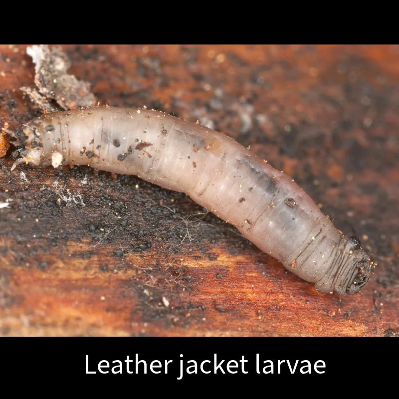 Leatherjacket Control Nematodes 100sq.m - Image 2