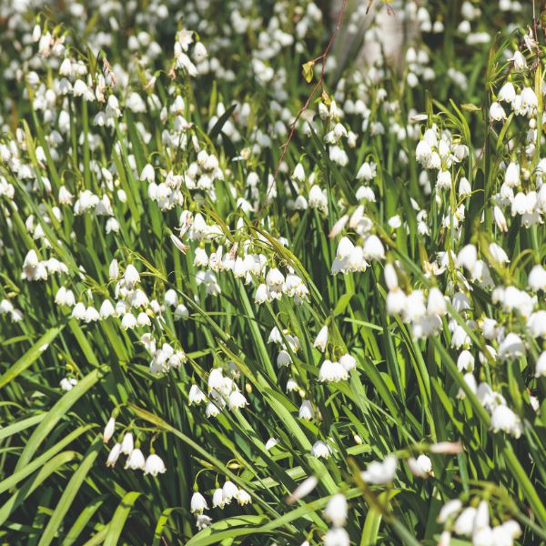Leucojum Aestivum Gravetye Giant Flower Bulbs - Image 3