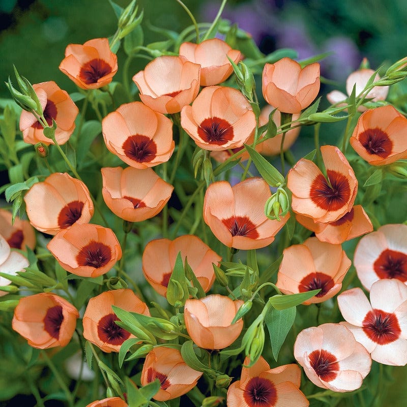 Linum Salmon Seeds - Image 3