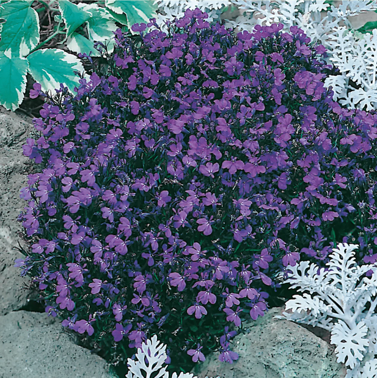 Lobelia Crystal Palace Seeds - Image 3