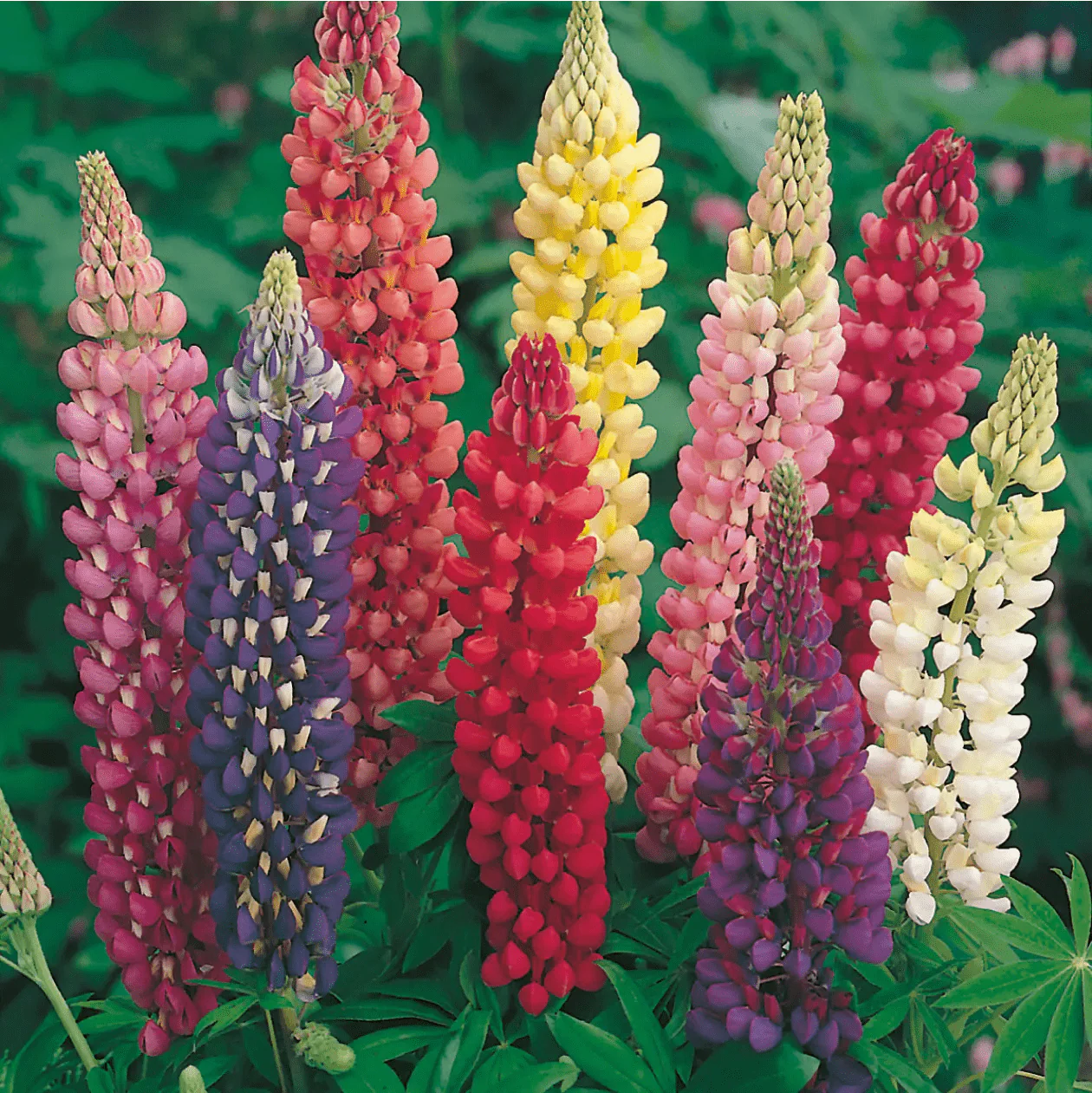 Lupin Russell Mixed Seeds - Image 3