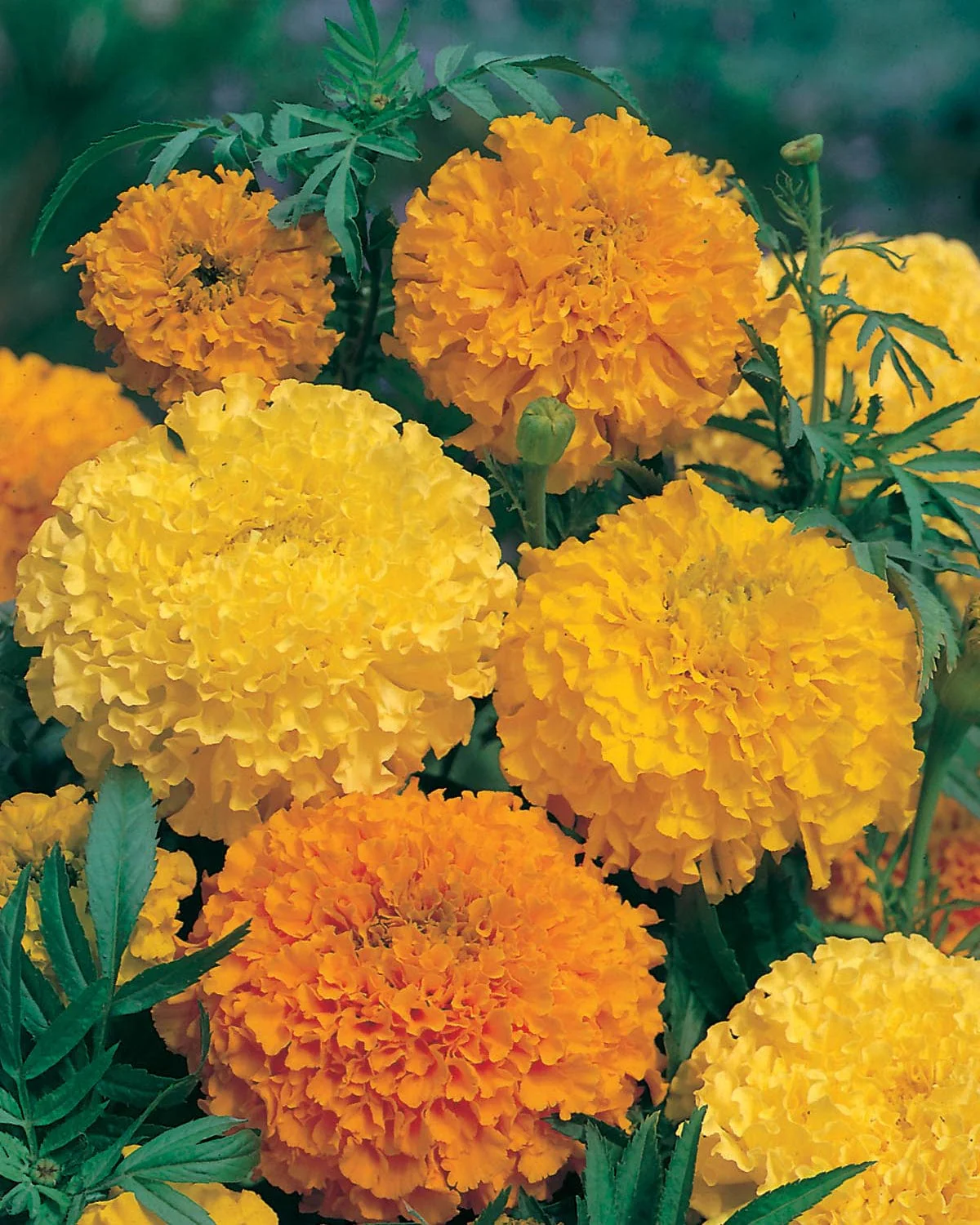 Marigold (African) Double Mixed Seeds - Image 3