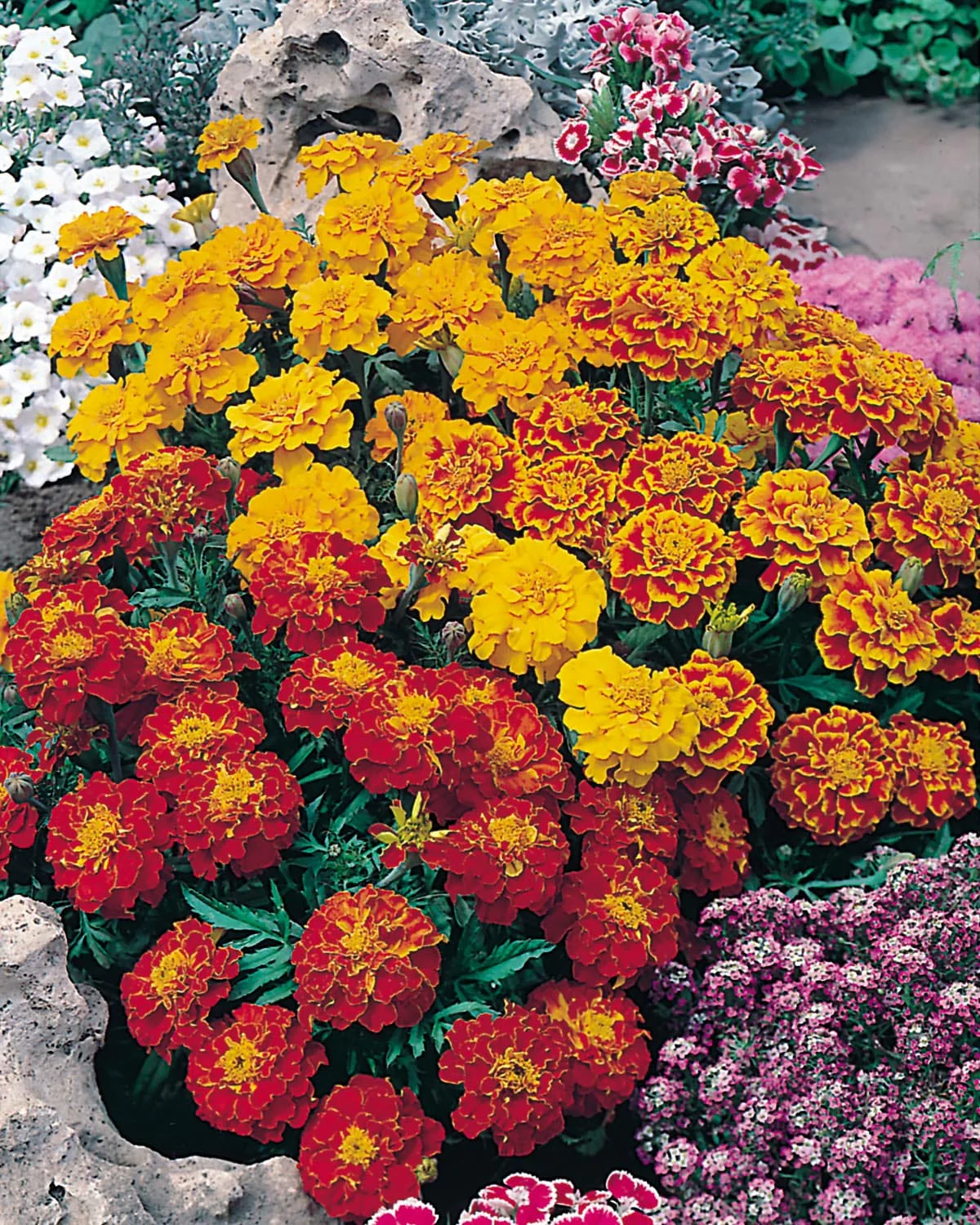 Marigold (French) Bonita Mixed Seeds - Image 3