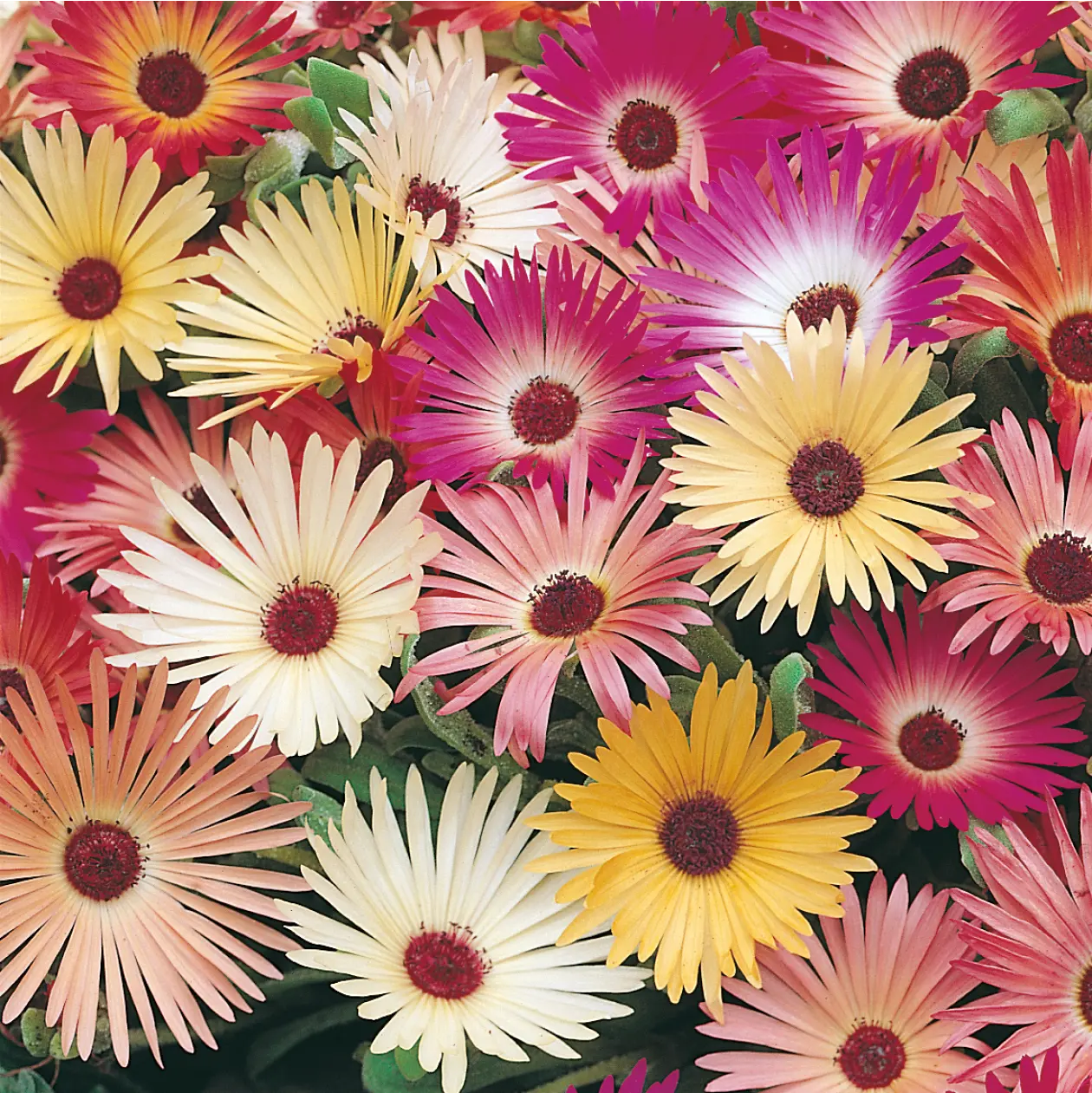 Mesembryanthemum Livingstone Daisy Seeds - Image 3