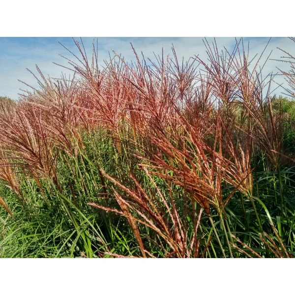 Miscanthus Red Zenith Potted Plant