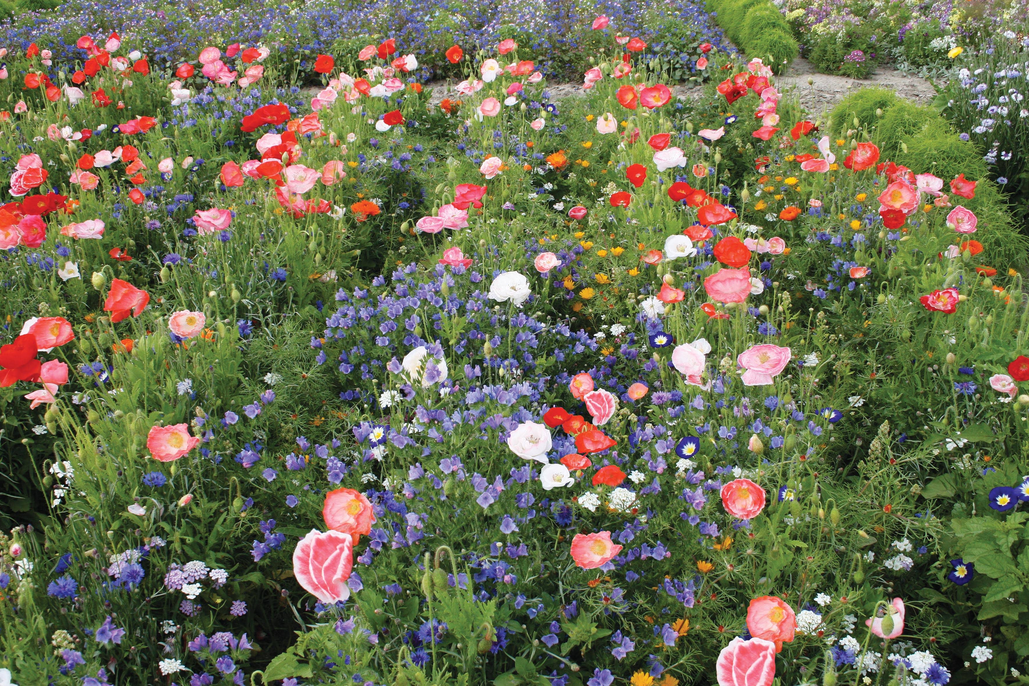 Mixed Annuals Carrie Ann Seeds - Image 3