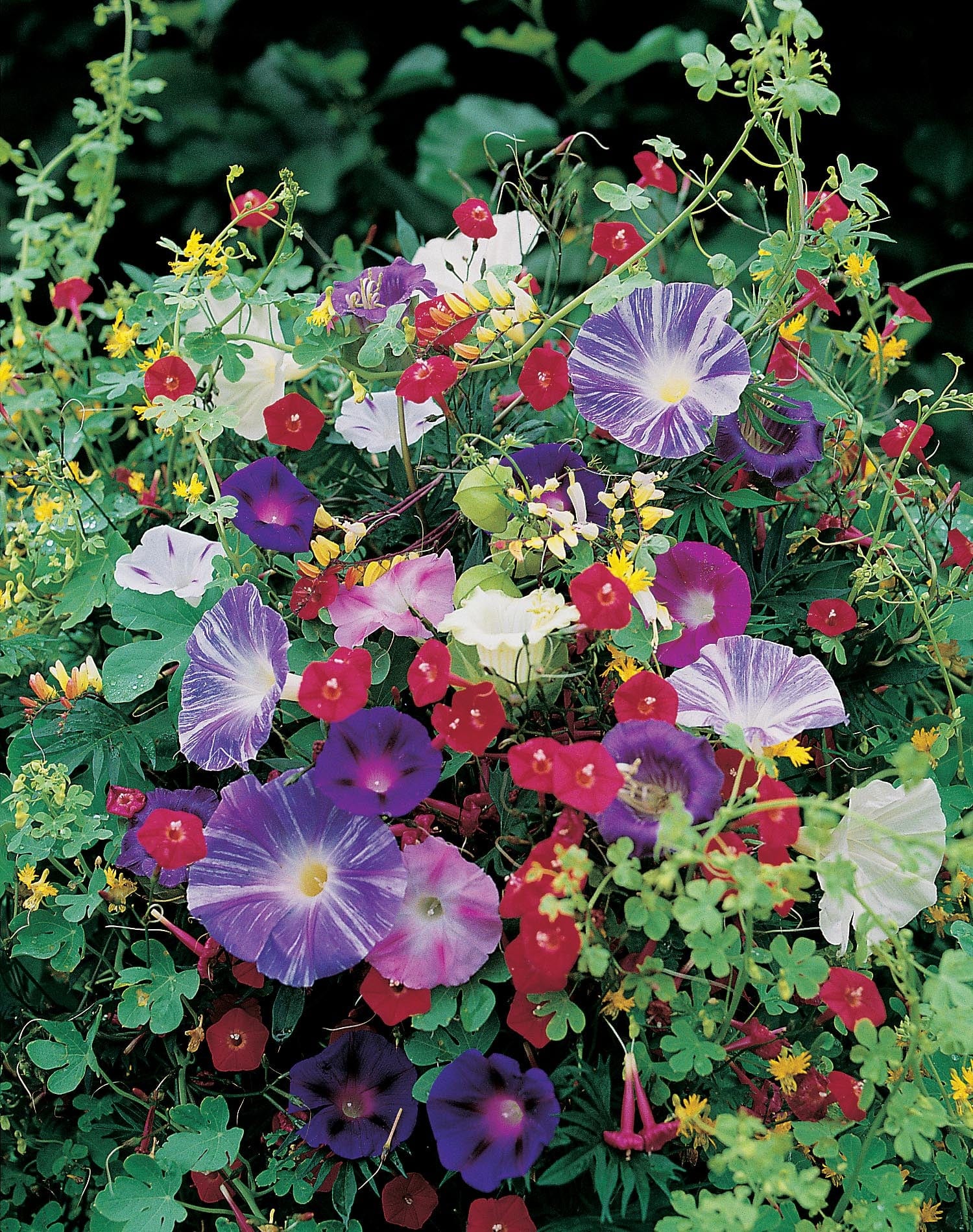 Mixed Climbing Annuals Seeds - Image 3