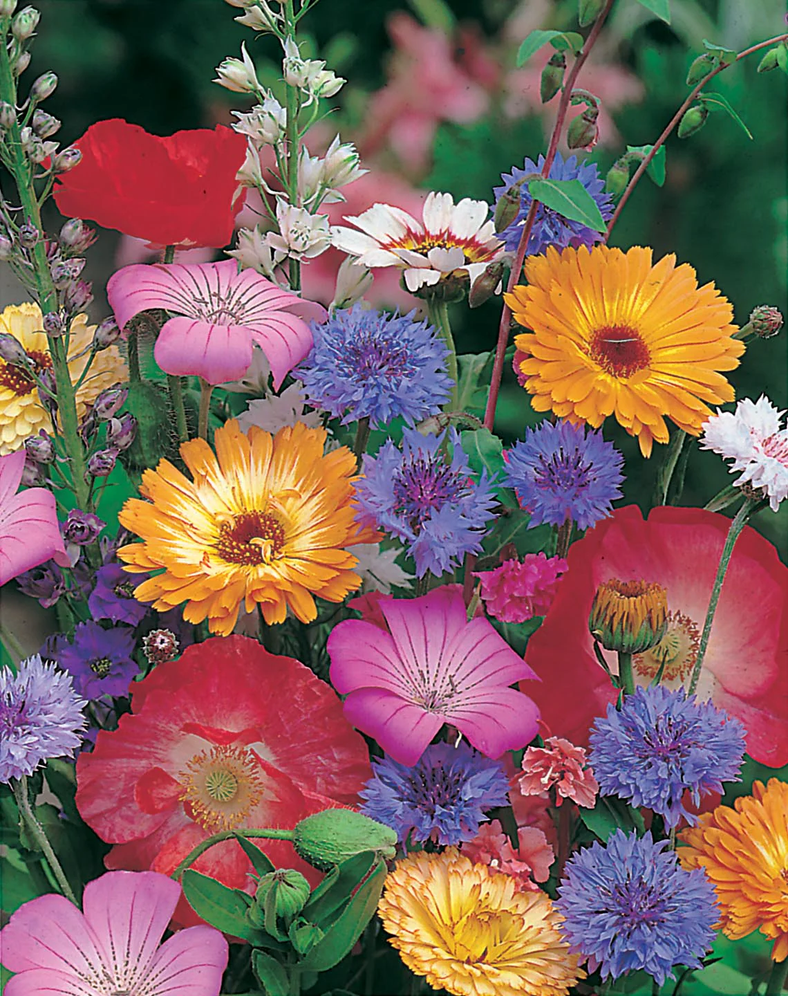 Mixed Quick And Easy Annuals Seeds - Image 3
