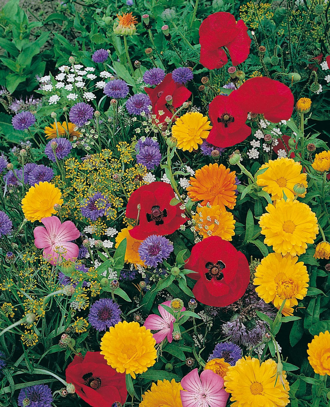 Mixed Wildlife Friendly Annuals Seeds - Image 3