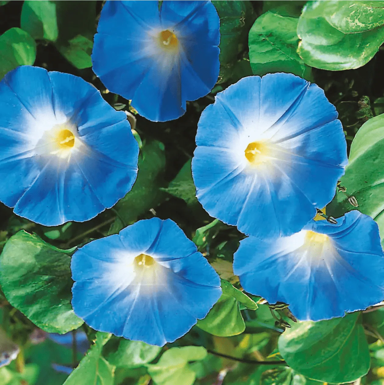 Morning Glory Heavenly Blue Seeds - Image 3
