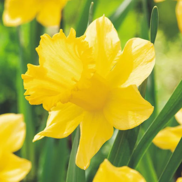 Narcissi Dutch Master Flower Bulbs - Image 2