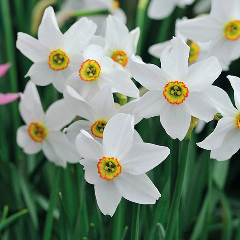 Narcissi Successional Flower Bulb Collection - Image 3