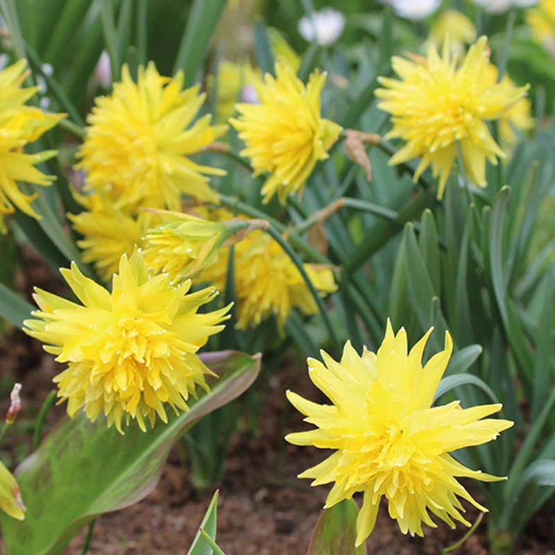 Narcissi Successional Flower Bulb Collection - Image 4