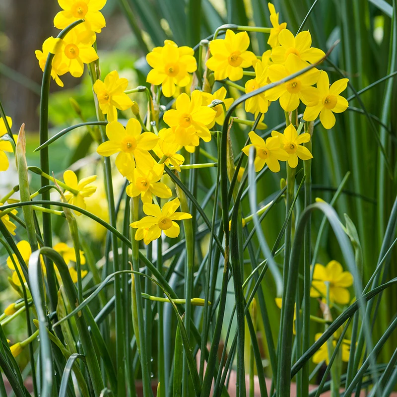 Narcissus Baby Moon Flower Bulbs - Image 2