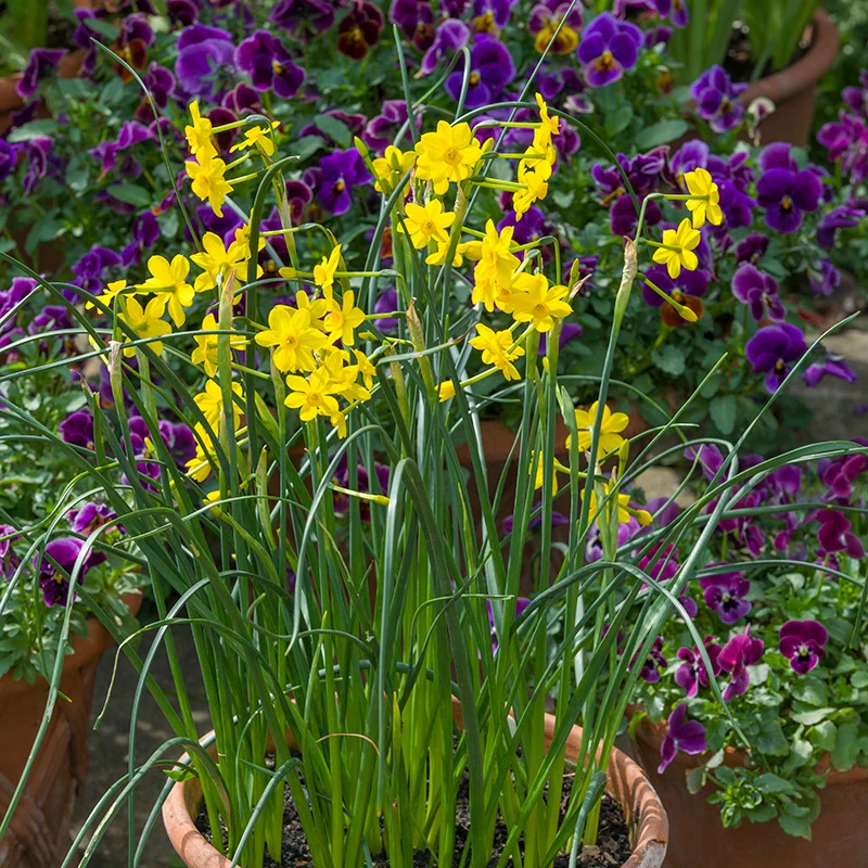 Narcissus Baby Moon Flower Bulbs - Image 3