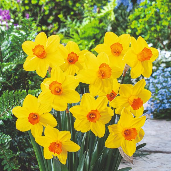 Narcissus Brackenhurst Flower Bulbs - Image 2