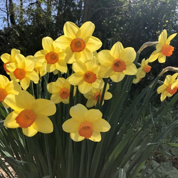 Narcissus Brackenhurst Flower Bulbs - Image 3