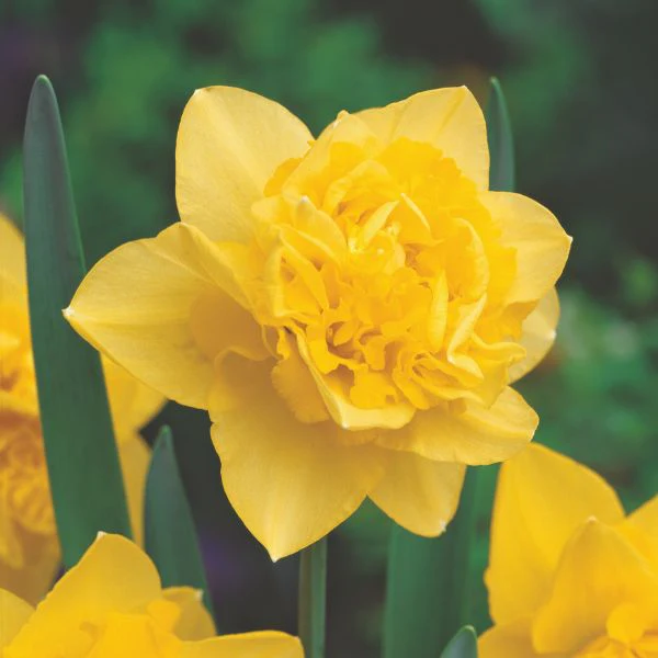 Narcissus Dick Wilden Flower Bulbs - Image 2