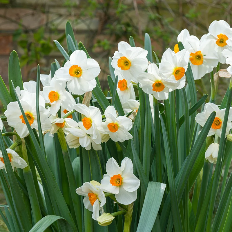 Narcissus Geranium AGM Flower Bulbs - Image 3