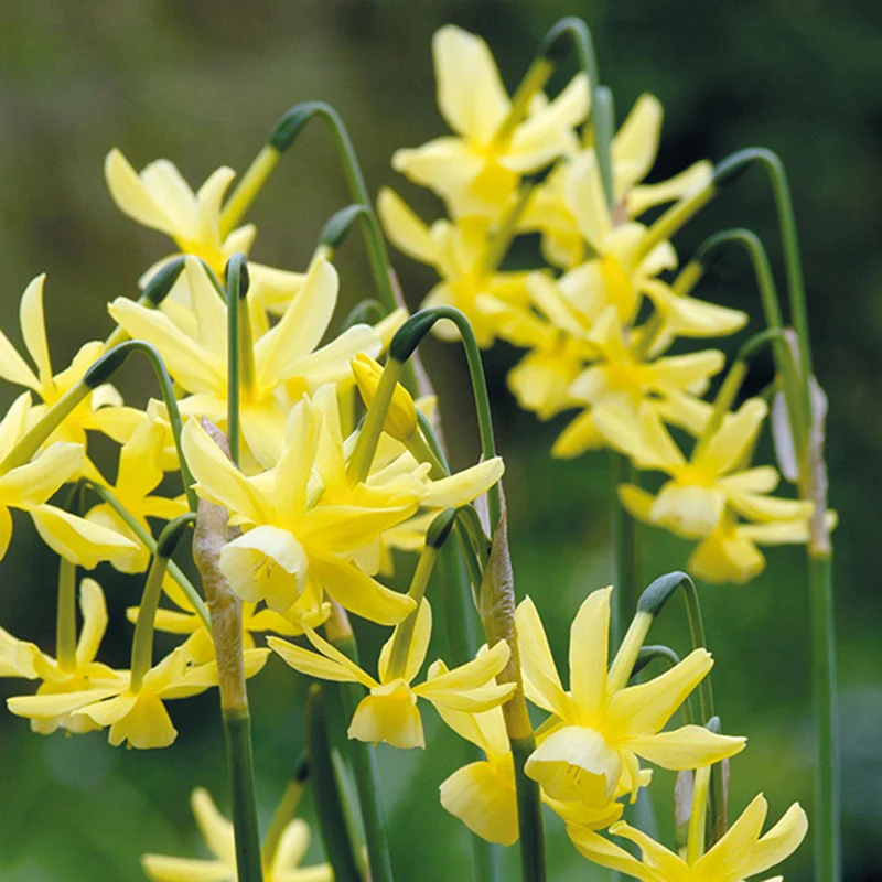 Narcissus Hawera Flower Bulbs - Image 3