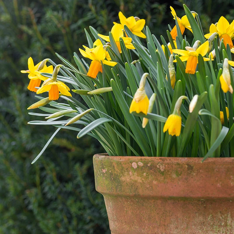 Narcissus Jetfire Flower Bulbs - Image 3