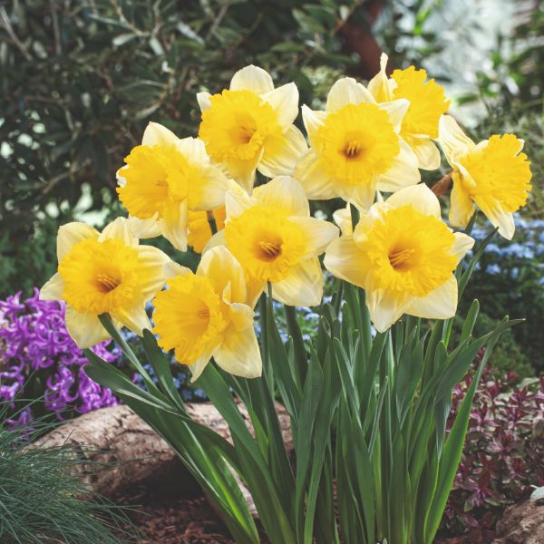 Narcissus Las Vegas Flower Bulbs - Image 2